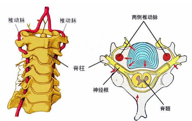 邵陽創傷骨科,邵陽風濕病區,邵陽骨質增生,邵陽關節病區,邵陽頸椎病區