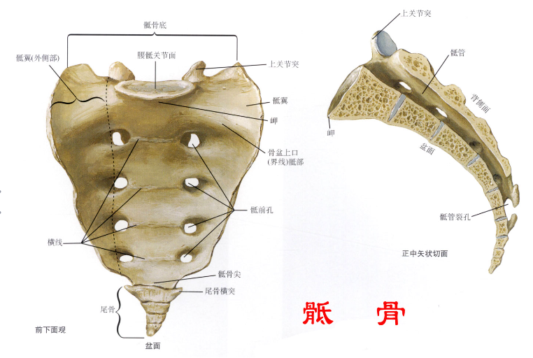 邵陽創傷骨科,邵陽風濕病區,邵陽骨質增生,邵陽關節病區,邵陽頸椎病區